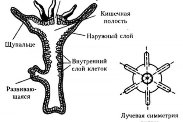 Гидра и кракен