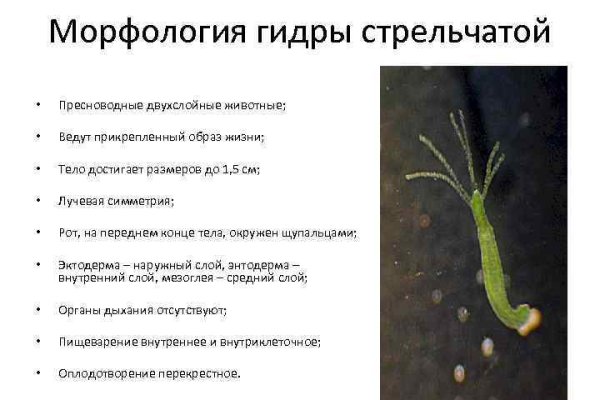 Сайты для даркнета