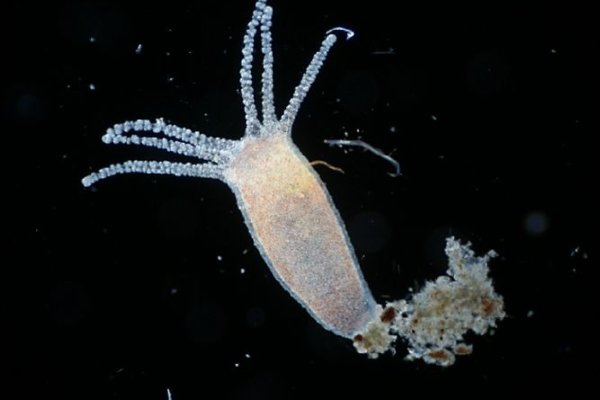 Kraken даркнет рынок ссылка